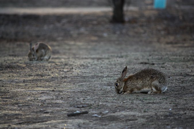 City Hill Rabbit Control Program Canberra