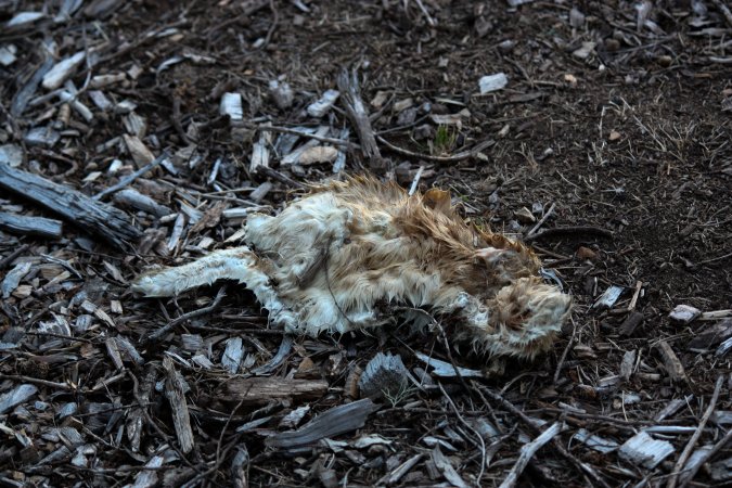 City Hill Rabbit Control Program Canberra