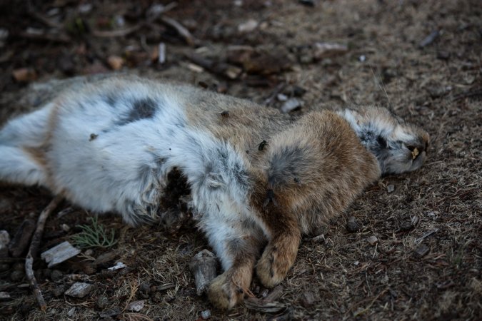 City Hill Rabbit Control Program Canberra