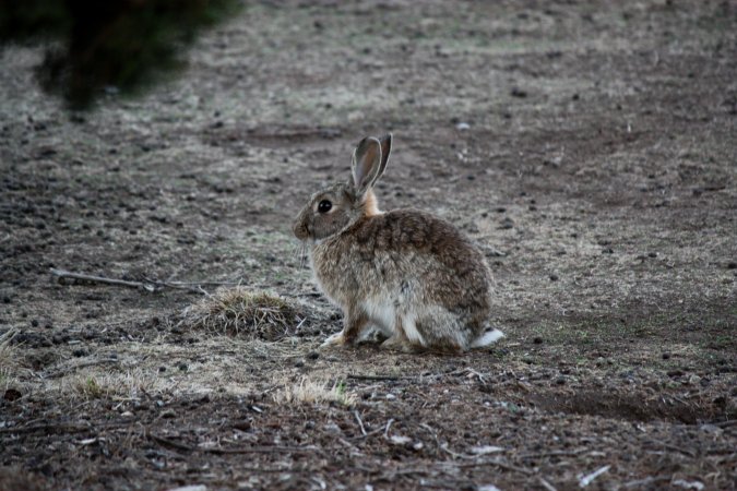 City Hill Rabbit Control Program Canberra