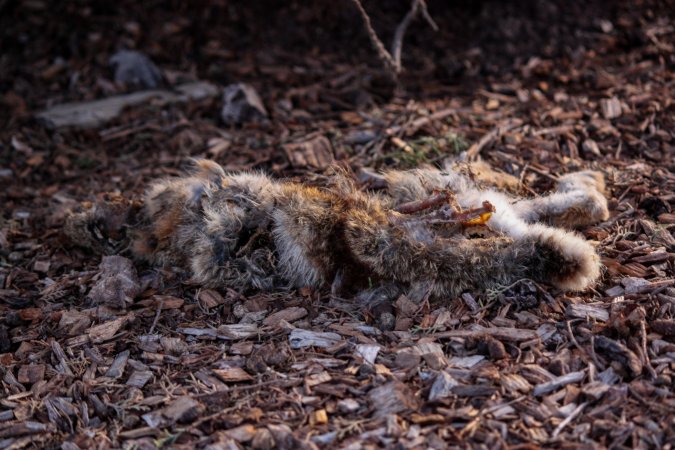 City Hill Rabbit Control Program Canberra