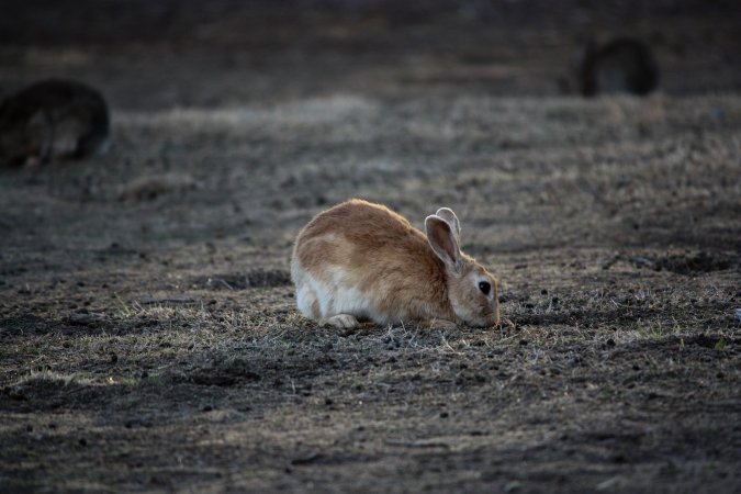 City Hill Rabbit Control Program Canberra