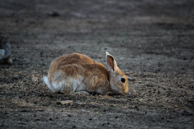 City Hill Rabbit Control Program Canberra