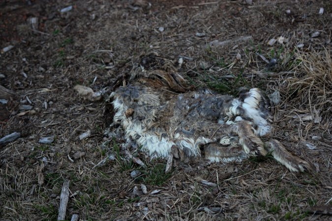 City Hill Rabbit Control Program Canberra