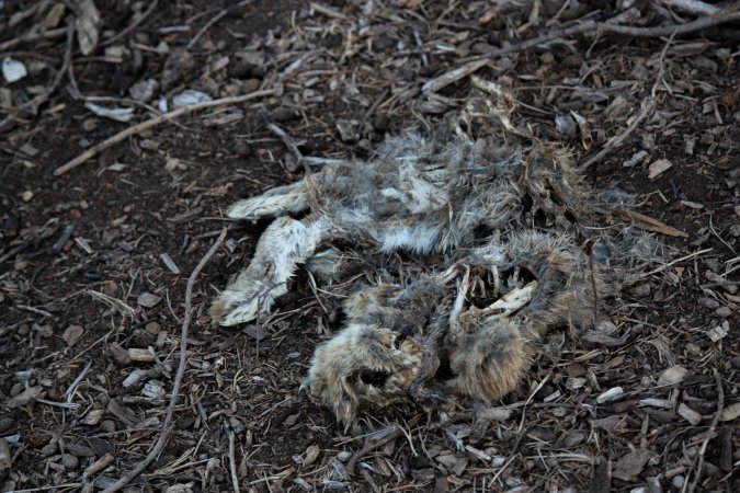 City Hill Rabbit Control Program Canberra