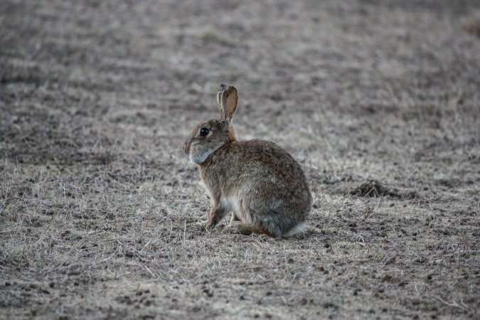 City Hill Rabbit Control Program Canberra