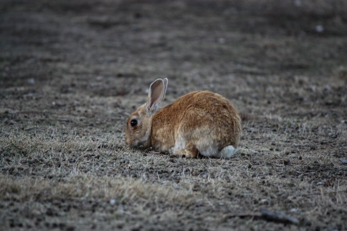 City Hill Rabbit Control Program Canberra