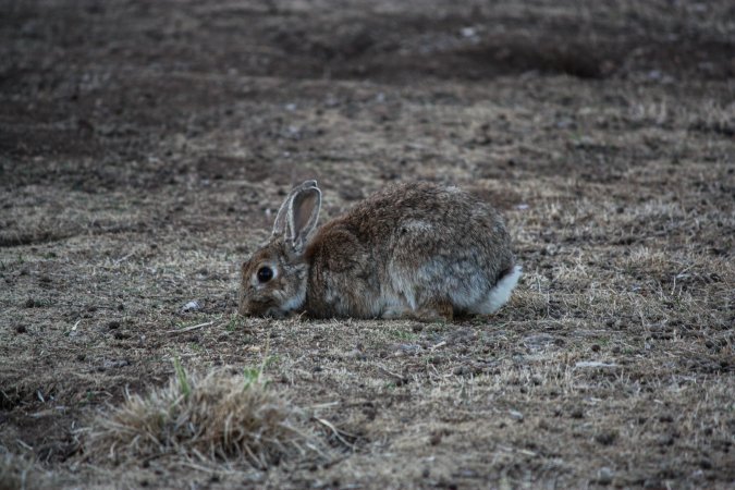 City Hill Rabbit Control Program Canberra