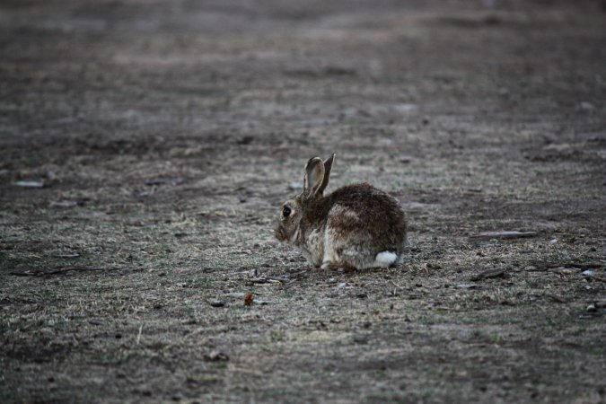 City Hill Rabbit Control Program Canberra
