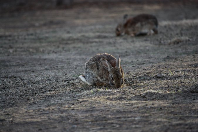 City Hill Rabbit Control Program Canberra