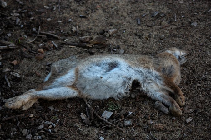 City Hill Rabbit Control Program Canberra