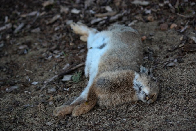 City Hill Rabbit Control Program Canberra