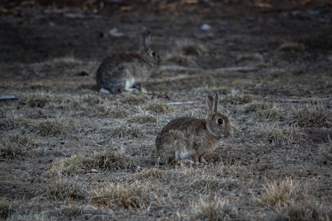 City Hill Rabbit Control Program Canberra