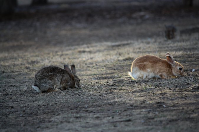 City Hill Rabbit Control Program Canberra