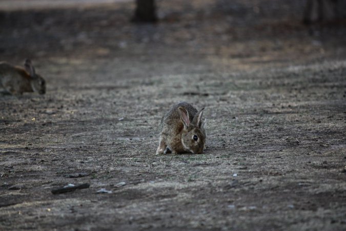 City Hill Rabbit Control Program Canberra