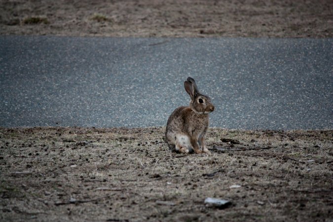 City Hill Rabbit Control Program Canberra