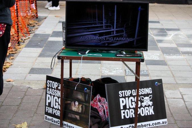 Go Vegan Outreach 2025