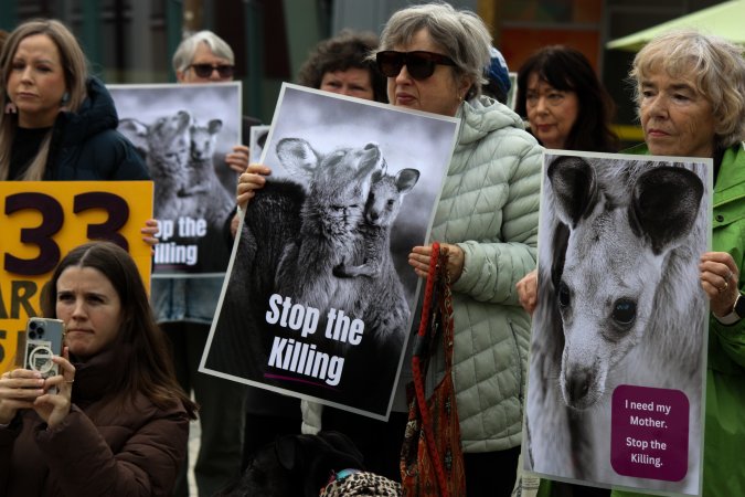 Rally Against the Kangaroo Cull 2026
