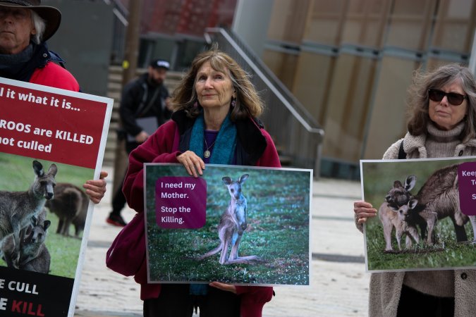 Rally Against the Kangaroo Cull 2026