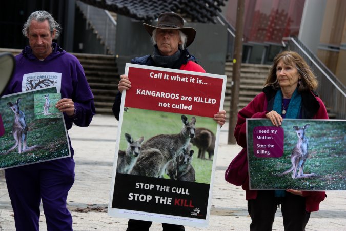 Rally Against the Kangaroo Cull 2026