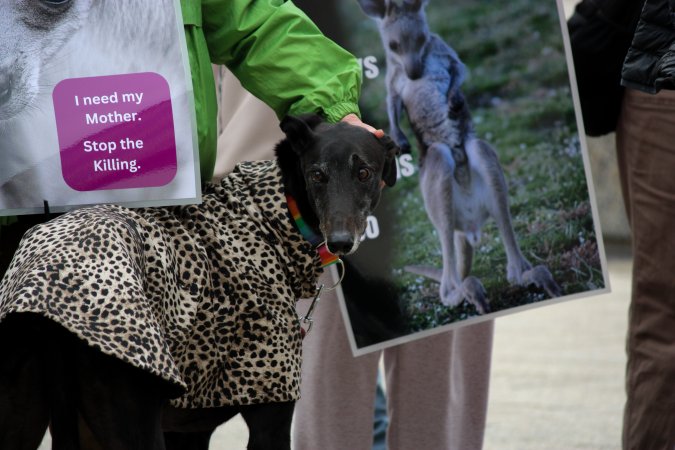 Rally Against the Kangaroo Cull 2026