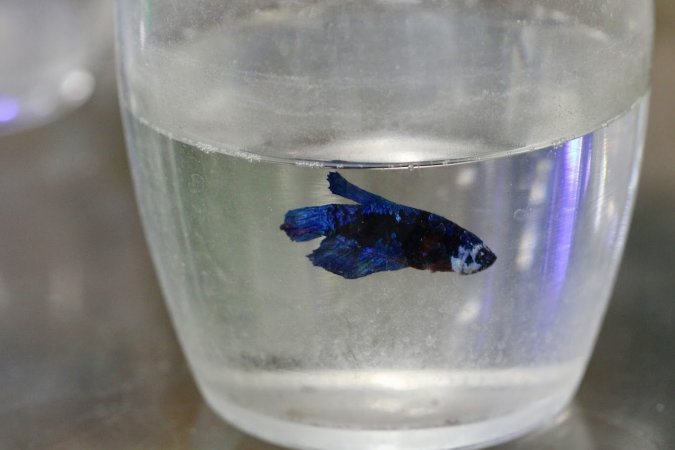 Tropical Fish Incorporated