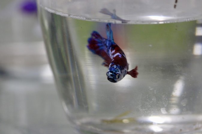 Tropical Fish Incorporated