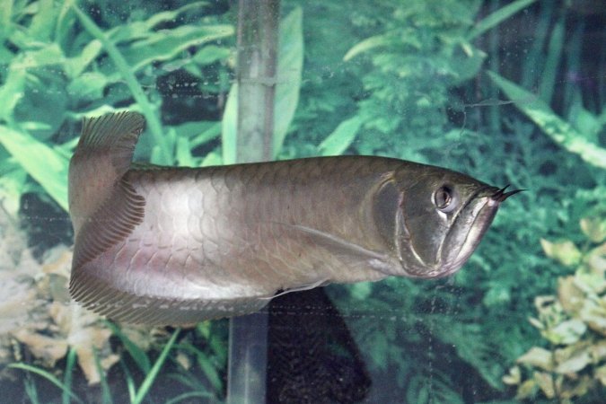 Tropical Fish Incorporated