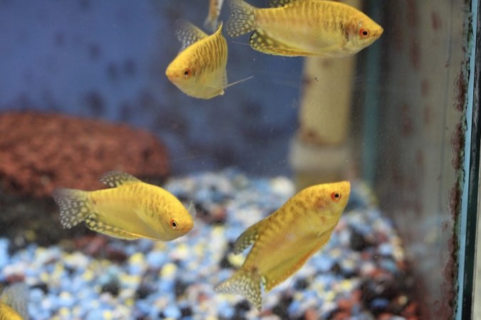 Tropical Fish Incorporated