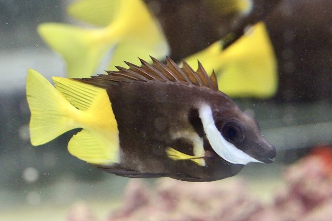 Tropical Fish Incorporated