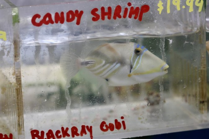 Tropical Fish Incorporated
