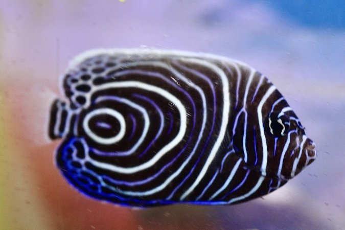 Tropical Fish Incorporated