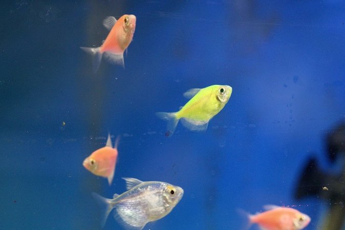 Tropical Fish Incorporated