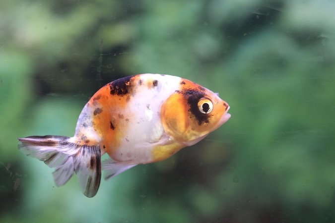 Tropical Fish Incorporated