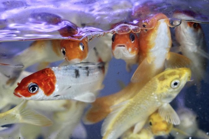 Tropical Fish Incorporated