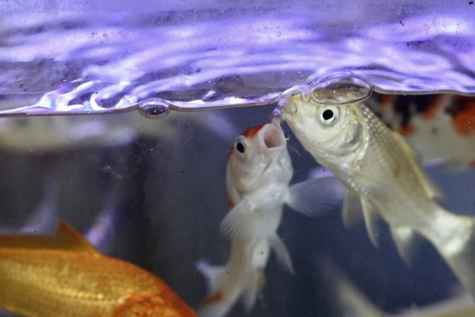 Tropical Fish Incorporated