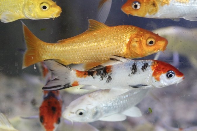 Tropical Fish Incorporated