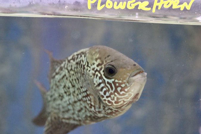Tropical Fish Incorporated