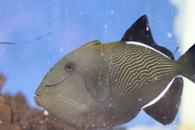 Tropical Fish Incorporated
