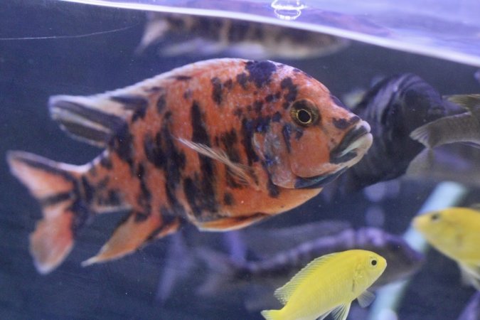Tropical Fish Incorporated