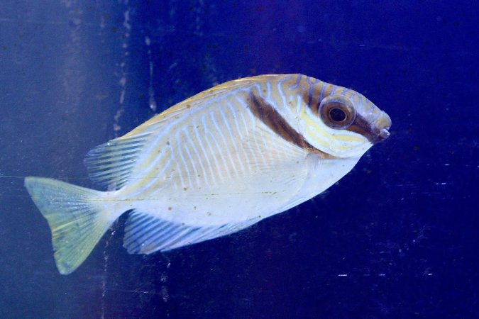 Tropical Fish Incorporated