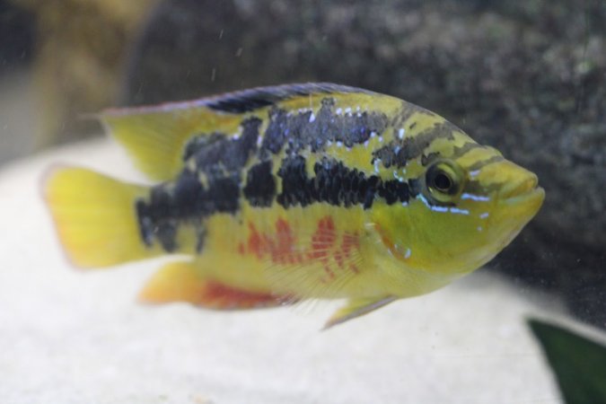 Bermuda Aquatics