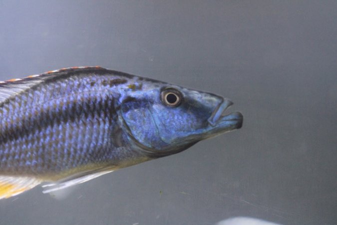 Bermuda Aquatics