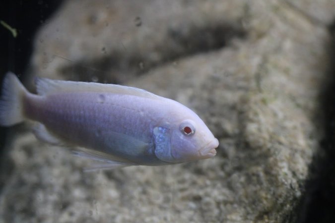 Bermuda Aquatics