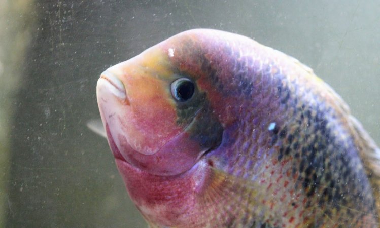 Bermuda Aquatics