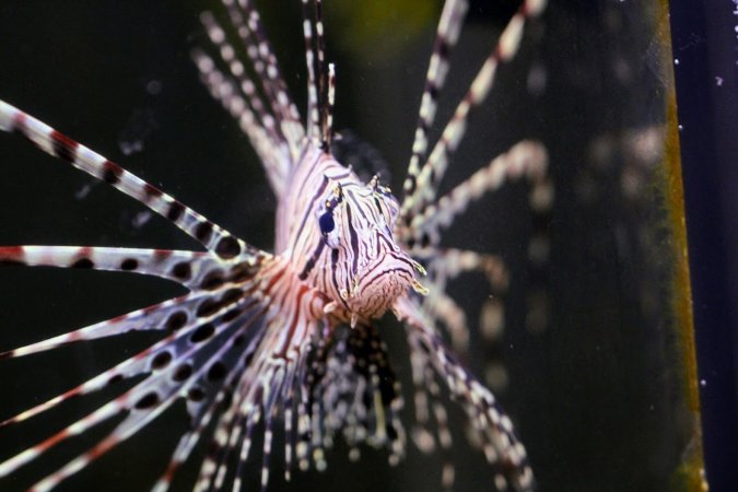 Bermuda Aquatics