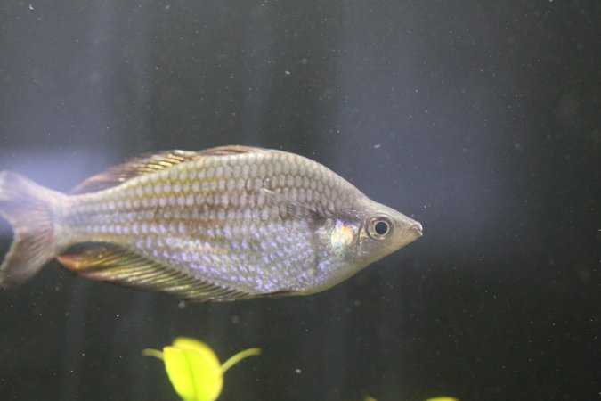 Bermuda Aquatics