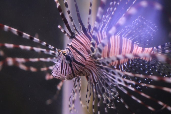 Bermuda Aquatics