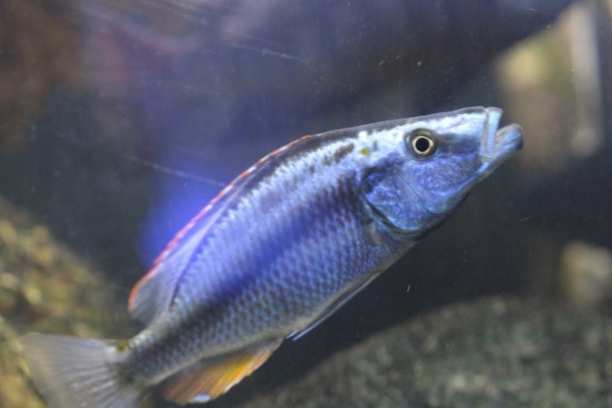 Bermuda Aquatics