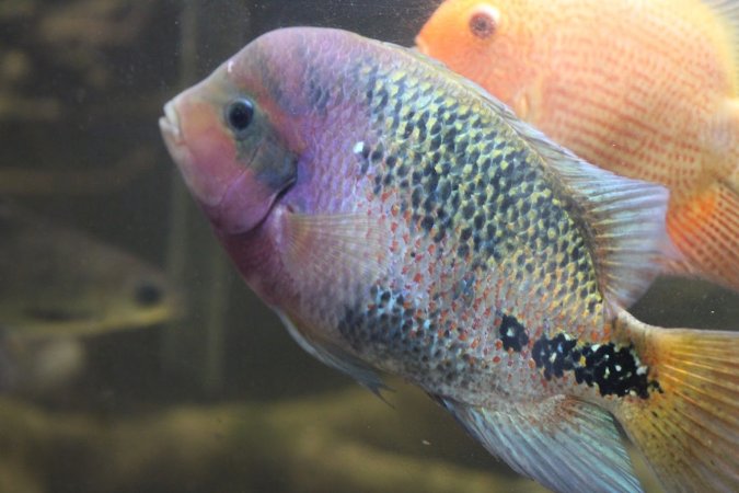 Bermuda Aquatics